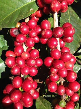 Bright Red Coffee Cherries