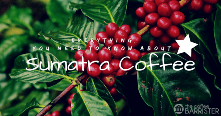 Everything-You-Need-To-Know-About-Sumatra-Coffee-Feature-Image